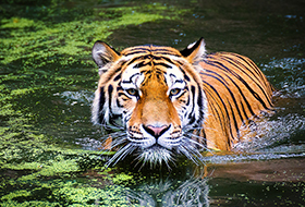 Тигры на одежде – реклама в защиту животных